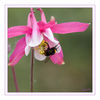 Dateiname=Hummel_auf_Akelei_12.jpg
Dateigröße=344KB
Abmessungen: 850x850
hinzugefügt am: 01. Mai 2019 Hummel_auf_Akelei_12.jpg