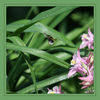 Dateiname=Hummel_q_03.jpg
Dateigröße=541KB
Abmessungen: 850x850
hinzugefügt am: 16. Juni 2012 Hummel_q_03.jpg