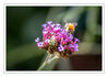 Dateiname=Hummel_und_Wanze_01~0.jpg
Dateigröße=384KB
Abmessungen: 950x669
hinzugefügt am: 17. August 2019 Hummel_und_Wanze_01~0.jpg