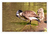 Dateiname=Im_Stadtgarten_Kanadagans_mit_Jungen_01.jpg
Dateigröße=968KB
Abmessungen: 1200x836
hinzugefügt am: 23. Mai 2020 Im_Stadtgarten_Kanadagans_mit_Jungen_01.jpg