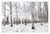 Dateiname=In_der_Baumschule_k_05.jpg
Dateigröße=1119KB
Abmessungen: 1200x829
hinzugefügt am: 08. Februar 2021 In_der_Baumschule_k_05.jpg
