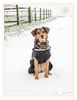 Dateiname=Joy_im_Schnee_01.jpg
Dateigröße=395KB
Abmessungen: 655x850
hinzugefügt am: 24. Januar 2015 Joy_im_Schnee_01.jpg