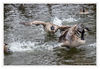 Dateiname=Jroene_Meerke_Kanadagans_Stress_02.jpg
Dateigröße=513KB
Abmessungen: 850x587
hinzugefügt am: 22. März 2018 Jroene_Meerke_Kanadagans_Stress_02.jpg