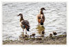 Dateiname=Jroene_Meerke_Nilgansfamilie_046.jpg
Dateigröße=467KB
Abmessungen: 850x587
hinzugefügt am: 20. März 2018 Jroene_Meerke_Nilgansfamilie_046.jpg