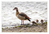 Dateiname=Jroene_Meerke_Nilgansfamilie_052.jpg
Dateigröße=438KB
Abmessungen: 850x587
hinzugefügt am: 20. März 2018 Jroene_Meerke_Nilgansfamilie_052.jpg