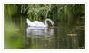 Dateiname=Jroene_Meerke_Schwan_01.jpg
Dateigröße=516KB
Abmessungen: 1024x614
hinzugefügt am: 18. Juli 2019 Jroene_Meerke_Schwan_01.jpg