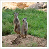 Dateiname=Kölner_Zoo_Erdmännchen_q_05.jpg
Dateigröße=734KB
Abmessungen: 850x850
hinzugefügt am: 21. Dezember 2011 Kölner_Zoo_Erdmännchen_q_05.jpg