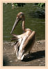 Dateiname=Kölner_Zoo_Pelikane_03.jpg
Dateigröße=435KB
Abmessungen: 591x850
hinzugefügt am: 06. Januar 2012 Kölner_Zoo_Pelikane_03.jpg