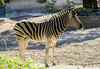 Dateiname=K-H_Hoepfner_Zebra.jpg
Dateigröße=343KB
Abmessungen: 1200x832
hinzugefügt am: 24. September 2022 K-H_Hoepfner_Zebra.jpg