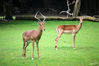 Dateiname=KZ_Antilope_01.jpg
Dateigröße=519KB
Abmessungen: 850x567
hinzugefügt am: 27. Juli 2016 KZ_Antilope_01.jpg