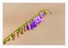 Dateiname=K_Botanischer_Garten_29.jpg
Dateigröße=520KB
Abmessungen: 1200x833
hinzugefügt am: 18. Juli 2021 K_Botanischer_Garten_29.jpg