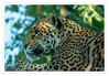 Dateiname=K_Jaguar_k_01.jpg
Dateigröße=883KB
Abmessungen: 1200x835
hinzugefügt am: 13. Juni 2020 K_Jaguar_k_01.jpg