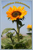 Dateiname=K_Sonnenblume.jpg
Dateigröße=221KB
Abmessungen: 600x900
hinzugefügt am: 02. Dezember 2006 K_Sonnenblume.jpg