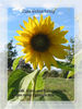 Dateiname=K_Sonnenblumen_03.jpg
Dateigröße=190KB
Abmessungen: 675x900
hinzugefügt am: 02. Dezember 2006 K_Sonnenblumen_03.jpg