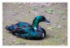Kinderbauerhof_Dunkle_Ente_01.jpg