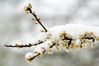Dateiname=Kirschblüten_im_Schnee_022_0_1Kopie_01.jpg
Dateigröße=213KB
Abmessungen: 850x567
hinzugefügt am: 27. März 2008 Kirschblüten_im_Schnee_022_0_1Kopie_01.jpg