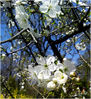Dateiname=Kirschbluete.jpg
Dateigröße=499KB
Abmessungen: 778x850
hinzugefügt am: 21. April 2015 Kirschbluete.jpg