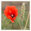 Dateiname=Klatschmohn_01.jpg
Dateigröße=433KB
Abmessungen: 850x850
hinzugefügt am: 12. Juli 2014 Klatschmohn_01.jpg