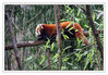 Dateiname=Kleiner_Roter_Panda_01.jpg
Dateigröße=601KB
Abmessungen: 850x591
hinzugefügt am: 26. November 2012 Kleiner_Roter_Panda_01.jpg