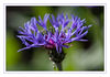 Dateiname=Kornblume_04.jpg
Dateigröße=279KB
Abmessungen: 850x597
hinzugefügt am: 14. Juni 2017 Kornblume_04.jpg