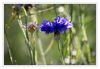 Dateiname=Kornblume_blau_04.jpg
Dateigröße=311KB
Abmessungen: 850x589
hinzugefügt am: 03. August 2019 Kornblume_blau_04.jpg
