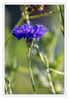 Dateiname=Kornblume_blau_06.jpg
Dateigröße=320KB
Abmessungen: 594x850
hinzugefügt am: 03. August 2019 Kornblume_blau_06.jpg
