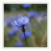Dateiname=Kornblumen_02.jpg
Dateigröße=472KB
Abmessungen: 850x850
hinzugefügt am: 27. Juni 2014 Kornblumen_02.jpg