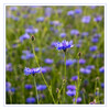 Dateiname=Kornblumenfeld__02.jpg
Dateigröße=941KB
Abmessungen: 1200x1200
hinzugefügt am: 13. Juni 2021 Kornblumenfeld__02.jpg