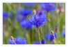 Dateiname=Kornblumenfeld__05.jpg
Dateigröße=653KB
Abmessungen: 1200x832
hinzugefügt am: 13. Juni 2021 Kornblumenfeld__05.jpg