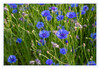 Dateiname=Kornblumenfeld__07.jpg
Dateigröße=884KB
Abmessungen: 1200x829
hinzugefügt am: 12. Juni 2021 Kornblumenfeld__07.jpg