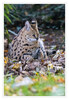 Krefelder_Zoo_Serval_03.jpg