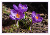 Dateiname=Krokus_012_m_R.jpg
Dateigröße=465KB
Abmessungen: 850x590
hinzugefügt am: 06. März 2013 Krokus_012_m_R.jpg