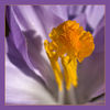 Dateiname=Krokus_05.jpg
Dateigröße=349KB
Abmessungen: 850x850
hinzugefügt am: 18. Februar 2011 Krokus_05.jpg
