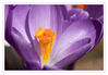 Dateiname=Krokus_13.jpg
Dateigröße=287KB
Abmessungen: 850x591
hinzugefügt am: 17. Februar 2019 Krokus_13.jpg