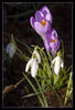 Dateiname=Krokus_und_Schneeglöckchen.jpg
Dateigröße=215KB
Abmessungen: 611x894
hinzugefügt am: 14. März 2010 Krokus_und_Schneeglöckchen.jpg