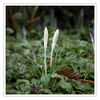 Dateiname=Krokus_weiss_02.jpg
Dateigröße=369KB
Abmessungen: 850x850
hinzugefügt am: 02. Februar 2018 Krokus_weiss_02.jpg