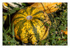 Dateiname=Kuerbisse_05.jpg
Dateigröße=927KB
Abmessungen: 1200x829
hinzugefügt am: 08. Oktober 2021 Kuerbisse_05.jpg