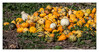 Dateiname=Kuerbisse_P_03.jpg
Dateigröße=1463KB
Abmessungen: 1600x841
hinzugefügt am: 08. Oktober 2021 Kuerbisse_P_03.jpg