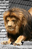Dateiname=Löwe_01_Kopie.jpg
Dateigröße=199KB
Abmessungen: 598x900
hinzugefügt am: 02. Dezember 2006 Löwe_01_Kopie.jpg