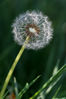 Dateiname=Löwenzahn-03-Web.jpg
Dateigröße=259KB
Abmessungen: 567x850
hinzugefügt am: 04. Mai 2007 Löwenzahn-03-Web.jpg