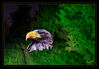 LP_Adler_01.jpg