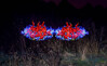 Dateiname=LP_DSC_3290.jpg
Dateigröße=238KB
Abmessungen: 1200x736
hinzugefügt am: 13. November 2021 LP_DSC_3290.jpg