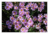 Dateiname=LaGa_morgens_2_Aster_02.jpg
Dateigröße=1258KB
Abmessungen: 1200x829
hinzugefügt am: 31. August 2026 LaGa_morgens_2_Aster_02.jpg