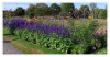 LaGa_morgens_2_Blumenbeet_01.jpg