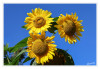 Dateiname=LaGa_morgens_2__Sonnenblumen_01.jpg
Dateigröße=882KB
Abmessungen: 1200x829
hinzugefügt am: 26. August 2026 LaGa_morgens_2__Sonnenblumen_01.jpg