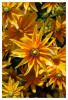 LaGa_morgens_Blume_gelb_03.jpg