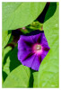 LaGa_morgens_Blume_lila_01.jpg