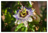 LaGa_morgens_Passionsblume_01.jpg