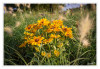 Laga_Blumen.jpg