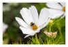 Dateiname=Laga_Hummel_auf_Schmuckkoerbchen_03.jpg
Dateigröße=595KB
Abmessungen: 1200x831
hinzugefügt am: 11. Juli 2026 Laga_Hummel_auf_Schmuckkoerbchen_03.jpg